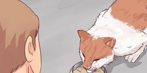 Decidindo se deve colocar seu gato para dormir