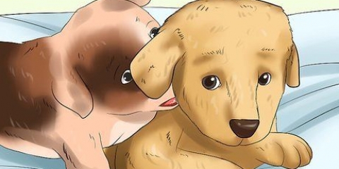 Como desaprender a morder em um cachorro