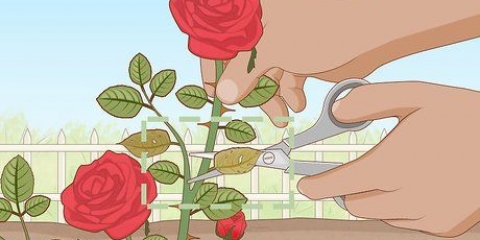 Remova pulgões em rosas de forma orgânica
