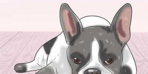 Tratamento da anemia em cães