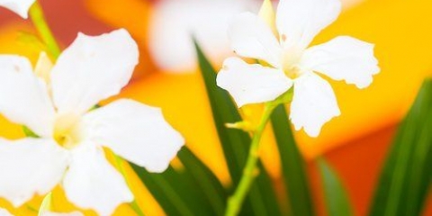 Mantenha as flores frescas por mais tempo