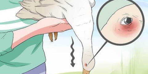Tratando o botulismo em um pato