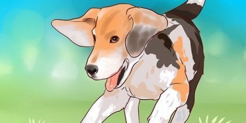 Treinamento de beagle