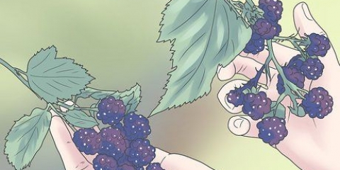 Cultivo de amoras