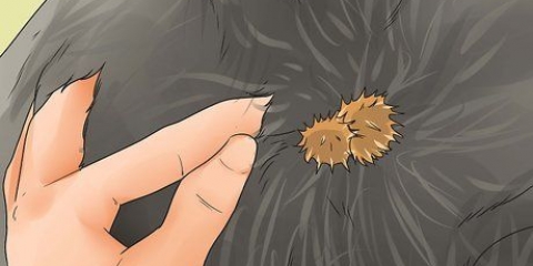 Removendo rebarbas do pelo de um cachorro