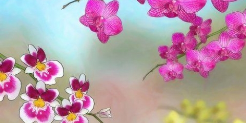 Cultivo de orquídeas ao ar livre