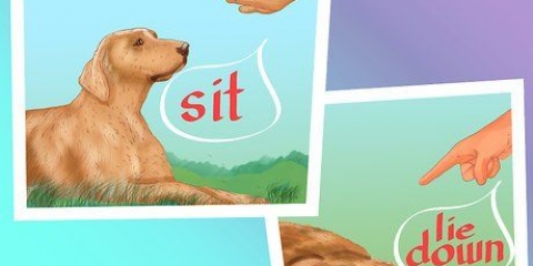 Parar solavancos em cães