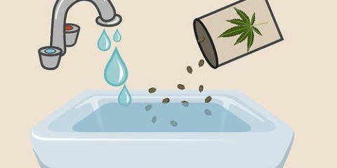 Plantando sementes de cannabis dentro de casa