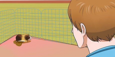Cobaias de treinamento potty