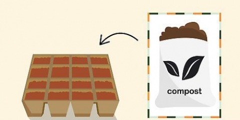 Cultivando pimentas dentro de casa