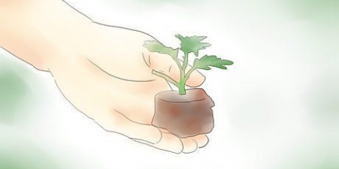 Plantas de crisântemo