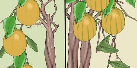 Cultivando limoeiros dentro de casa