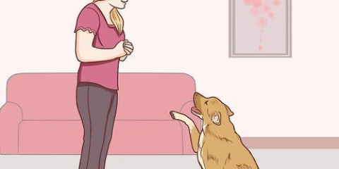 Comunicação com o seu cão