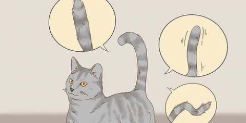 Comunicando-se com seu gato