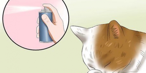 Tratamento da conjuntivite em gatos