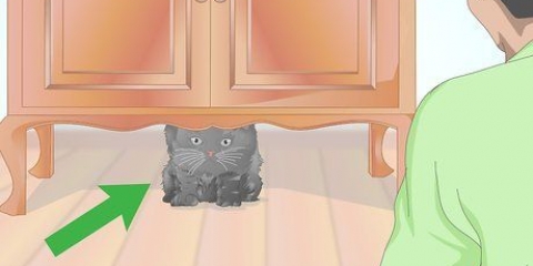 Verificando se um gato está com febre