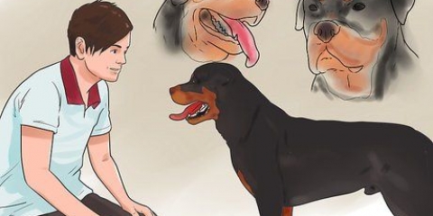 Verificando se seu cão está saudável e feliz