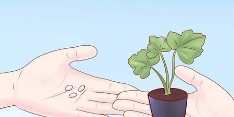 Cultivo de abobrinha