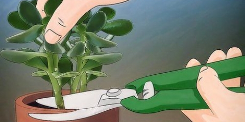 Crescendo crassula ovata