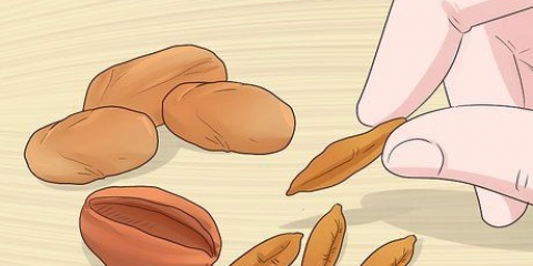 Plantando sementes de tâmaras