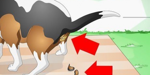 Como tratar o bloqueio intestinal em cães