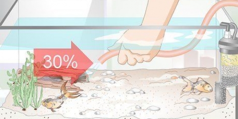 Reduza o valor de amônia em um aquário se não for tão alto