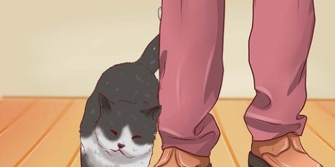 Abrindo a boca de um gato
