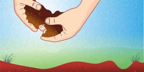 Preparando o solo para plantas de tomate