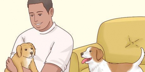 Aumentar o apetite dos cães