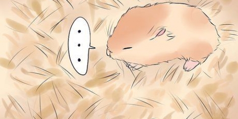 Tratando a perna quebrada do seu hamster