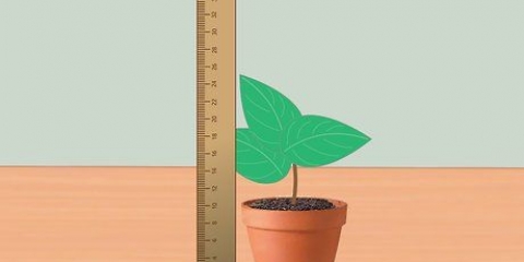 Medindo a taxa de crescimento das plantas