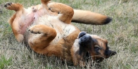 Aliviando a coceira nas orelhas de um cão