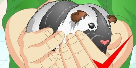 Limpando a gaiola de um porquinho da índia