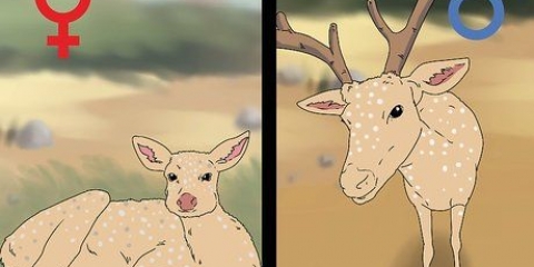 Determinando a idade de um cervo