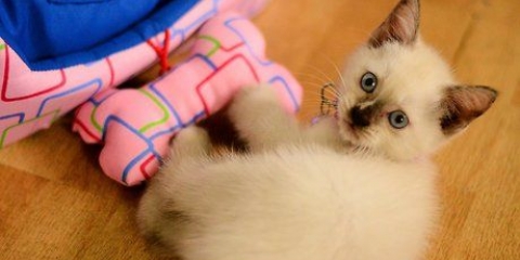 Determinando a idade de um gatinho