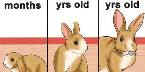 Determinando a idade de um coelho