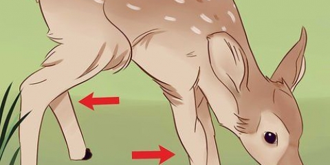 Determinando a idade de um cervo