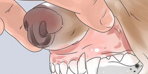 Determinando a idade do seu cão através dos dentes