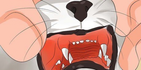 Descubra a idade do seu gato