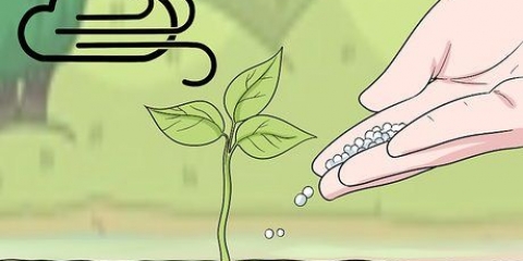 Usando o fertilizante uréia