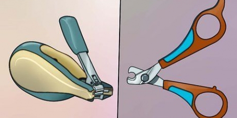 Cortando as unhas de um porquinho da índia
