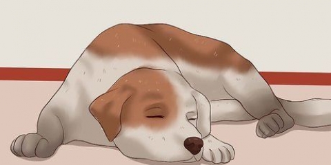 Cortar as unhas de um cachorro