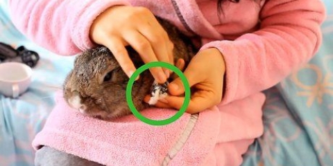 Cortar as unhas de um coelho