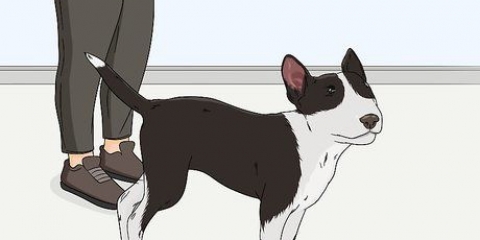 Verificando os olhos do seu cão
