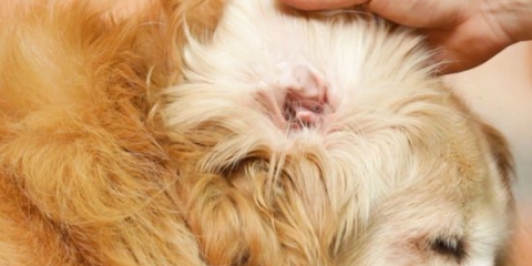 Limpando as orelhas do seu cachorro