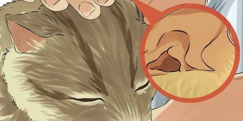 Limpando as orelhas do seu gato