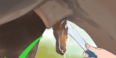 Limpando a bainha de um cavalo