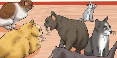 Reconhecendo os sinais de abuso de gatos