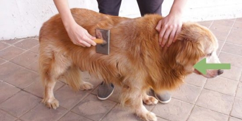 Preparando a pelagem de um golden retriever
