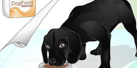 Brilhar o casaco de um cão